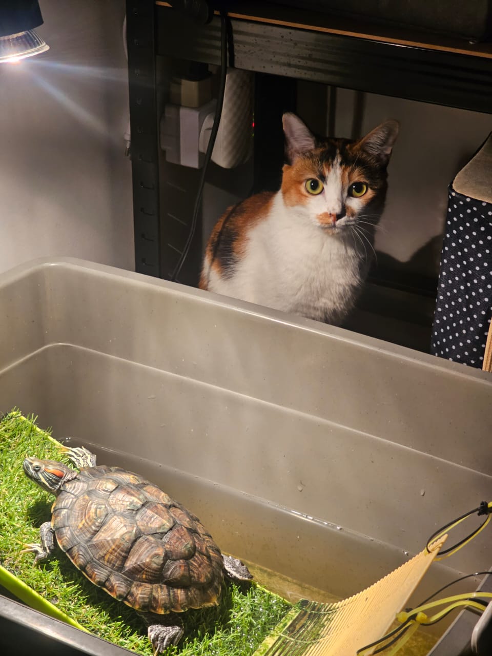 Our cat peeking over at our tortoise